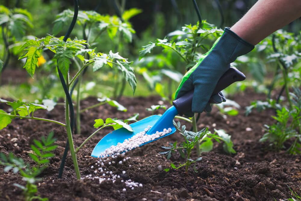 Ogród warzywny dla początkujących – jakich błędów unikać?