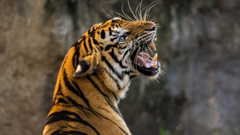 Agresywny tygrys sumatrzański poluje na ludzi: Władze Sumatry dążą do jego pochwycenia