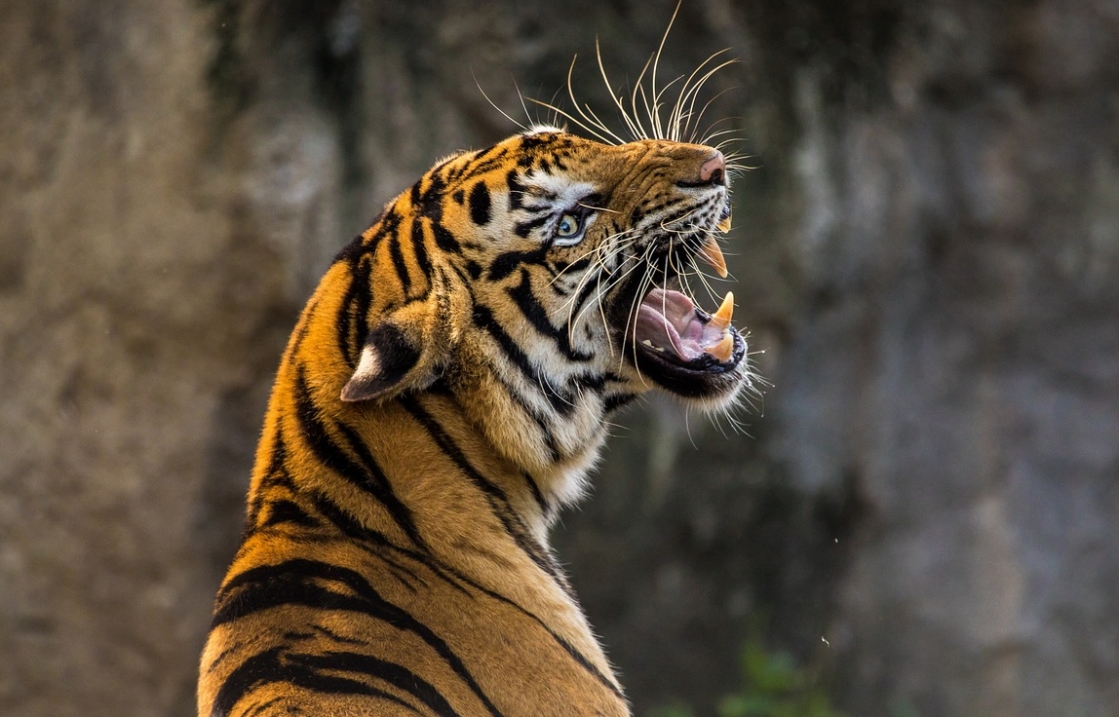 Agresywny tygrys sumatrzański poluje na ludzi: Władze Sumatry dążą do jego pochwycenia