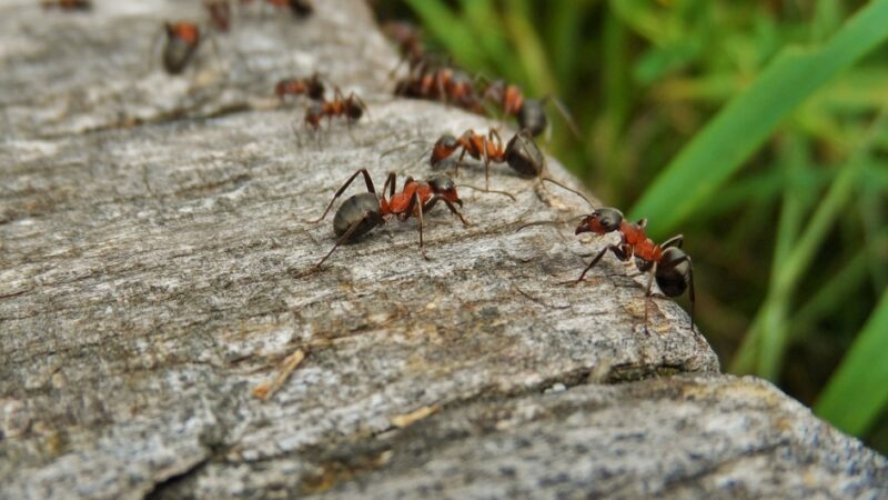Domowe sposoby na mrówki: naturalne pułapki i odstraszacze
