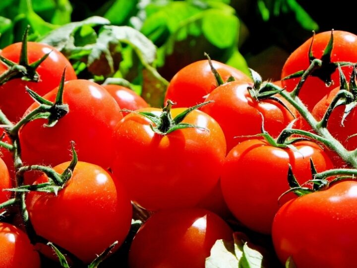 Porady dla ogrodników: Jak sprawić, aby pomidory zaczęły kwitnąć?