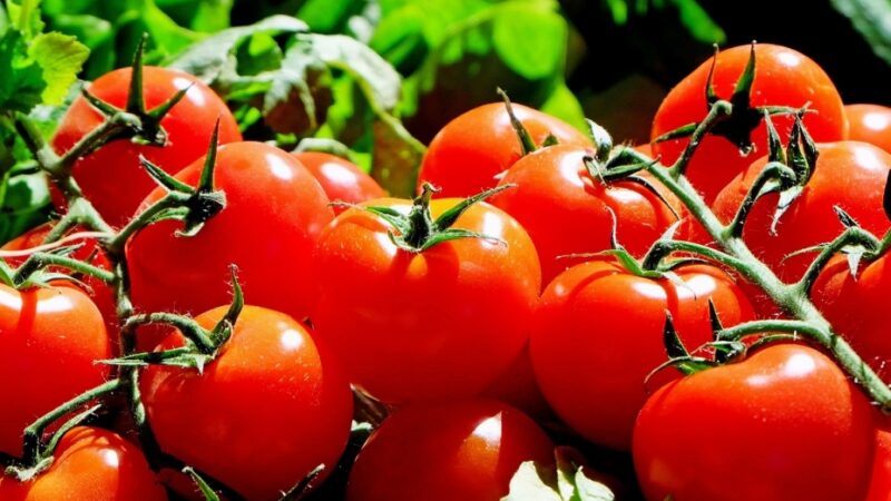 Porady dla ogrodników: Jak sprawić, aby pomidory zaczęły kwitnąć?