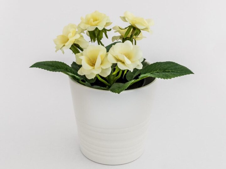 Białe kwiaty doniczkowe do Twojego domu: Top 10 najpiękniejszych gatunków