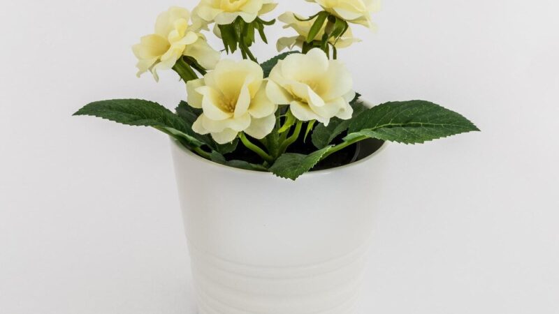 Białe kwiaty doniczkowe do Twojego domu: Top 10 najpiękniejszych gatunków