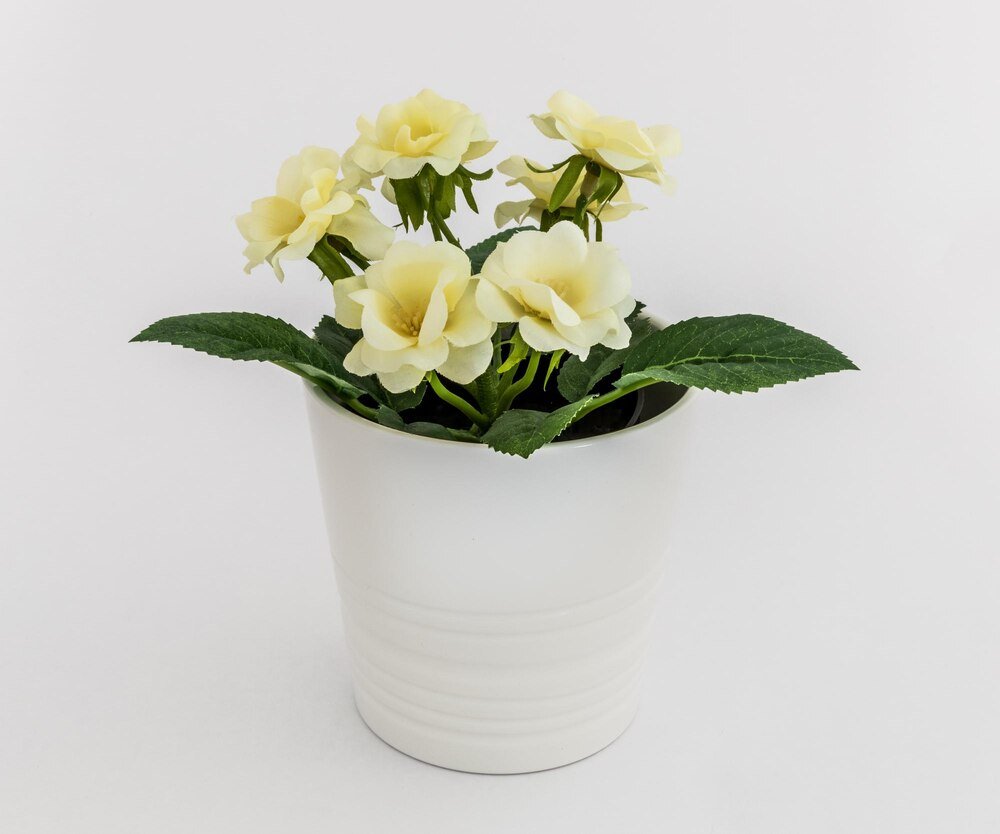 Białe kwiaty doniczkowe do Twojego domu: Top 10 najpiękniejszych gatunków