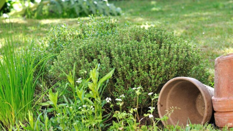 Zioła w kuchni: jak aranżować przyprawy w doniczkach