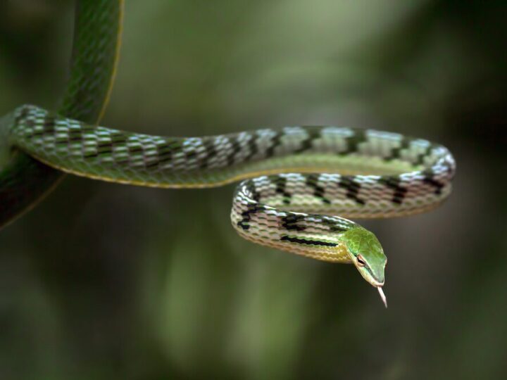 Sen o żmijach – co oznacza?