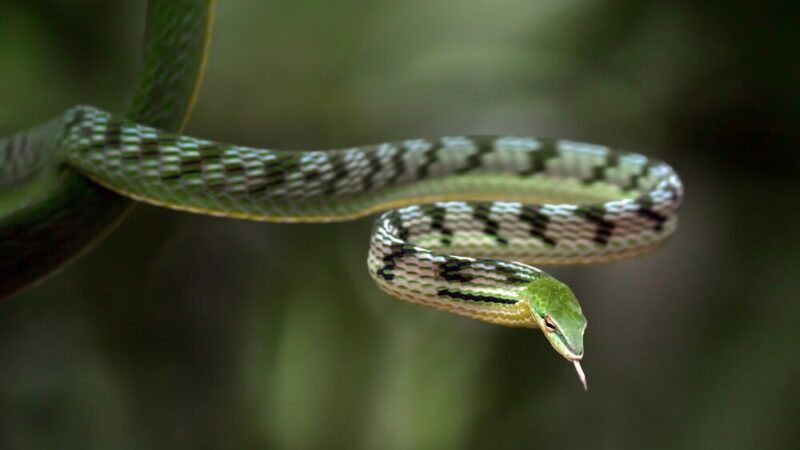 Sen o żmijach – co oznacza?