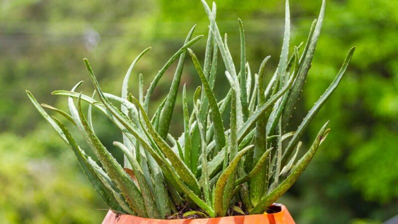 Dlaczego sansewieria gnije – najczęstsze błędy w pielęgnacji