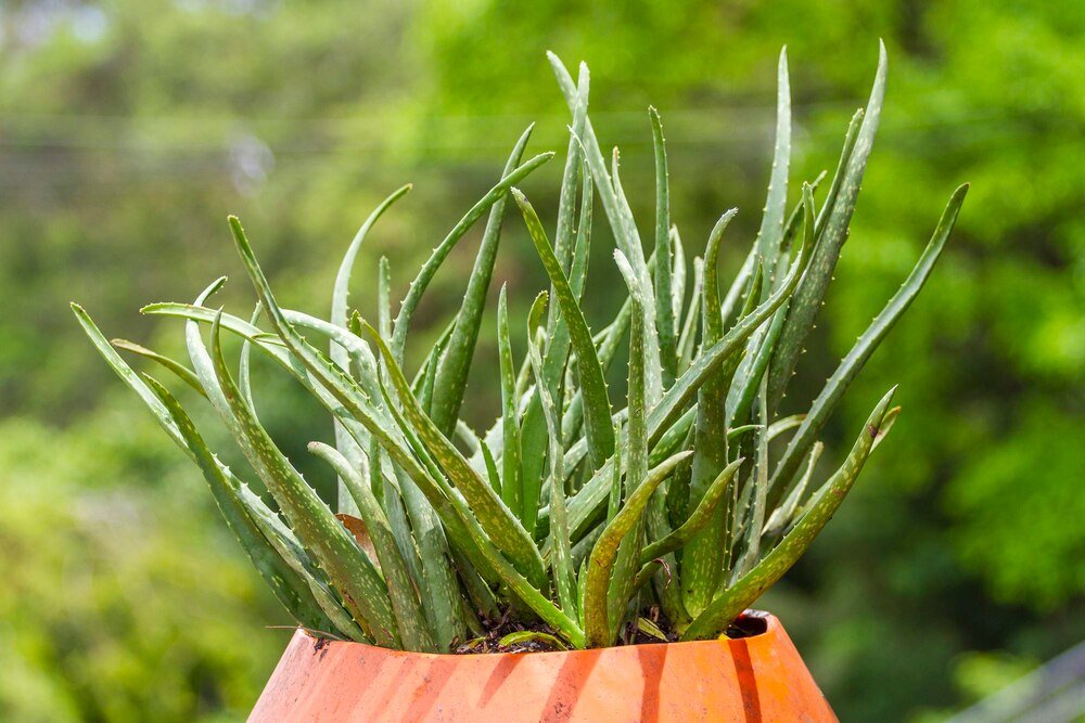 Dlaczego sansewieria gnije – najczęstsze błędy w pielęgnacji