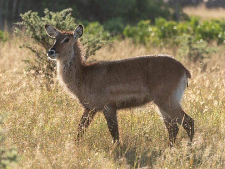 Ile trwa ciąża sarny – przebieg rozrodu i ciekawostki biologiczne