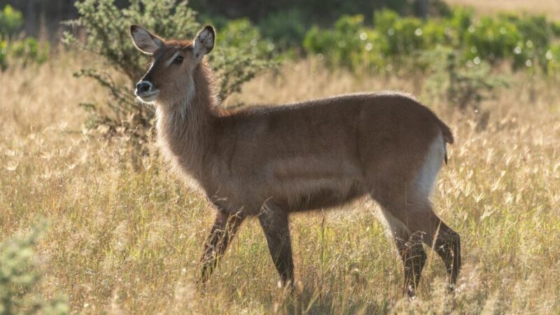 Ile trwa ciąża sarny – przebieg rozrodu i ciekawostki biologiczne