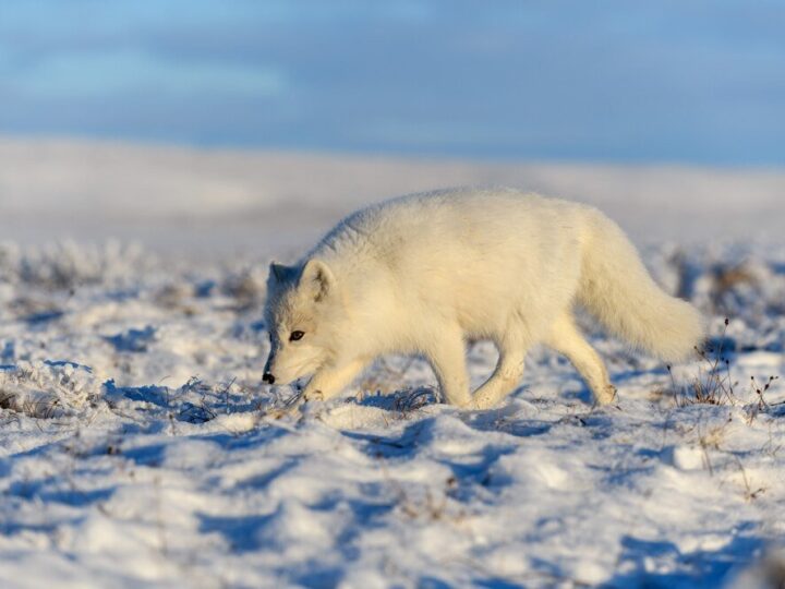 Jakie zwierzęta żyją na biegunie północnym – arktyczne gatunki i ich przystosowania