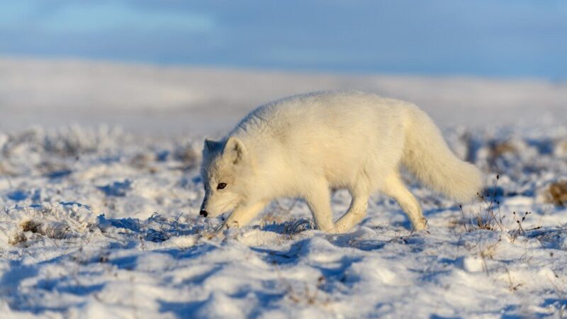 Jakie zwierzęta żyją na biegunie północnym – arktyczne gatunki i ich przystosowania