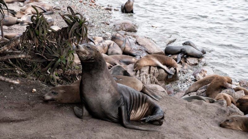 Jakie zwierzęta żyją w Morzu Bałtyckim – przewodnik po faunie Bałtyku