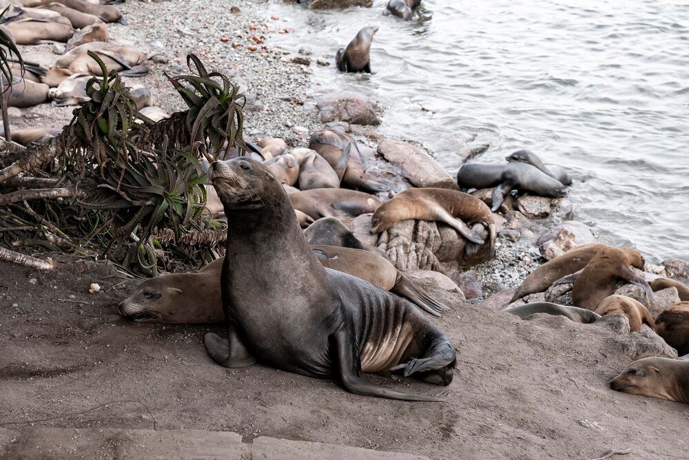Jakie zwierzęta żyją w Morzu Bałtyckim – przewodnik po faunie Bałtyku