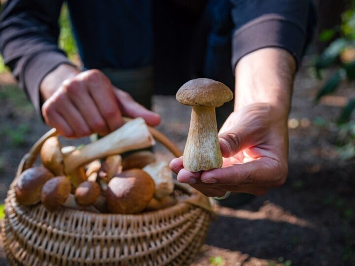 Sennik zbierać grzyby – znaczenie snu i ukryte symbole