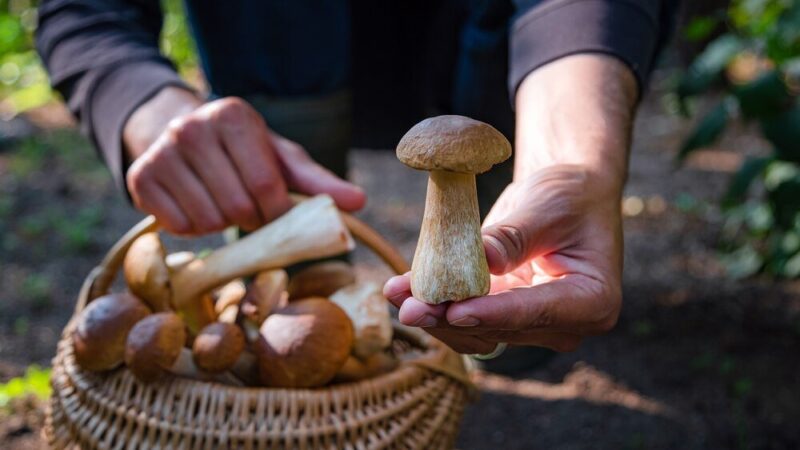 Sennik zbierać grzyby – znaczenie snu i ukryte symbole